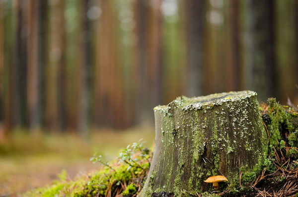 La Forêt enchantée